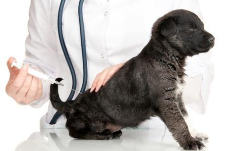 puppy vaccination