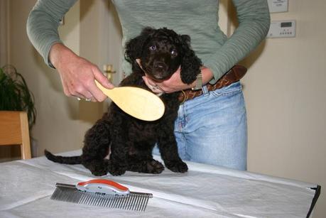 puppy grooming