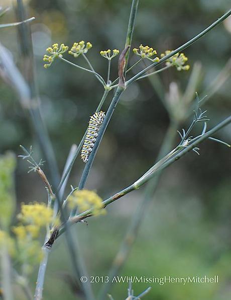 Papilio polyxenes