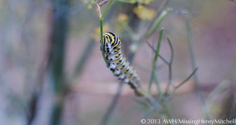 papilio polyxenes caterpillar on bronze fennel