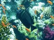 Best Places Scuba Dive