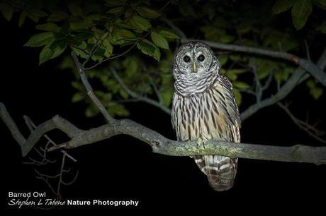 Barred-Owl-at-Night-2