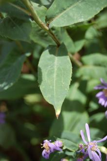 Symphyotrichum laeve Leaf (27/07/2013, Kew Gardens, London)