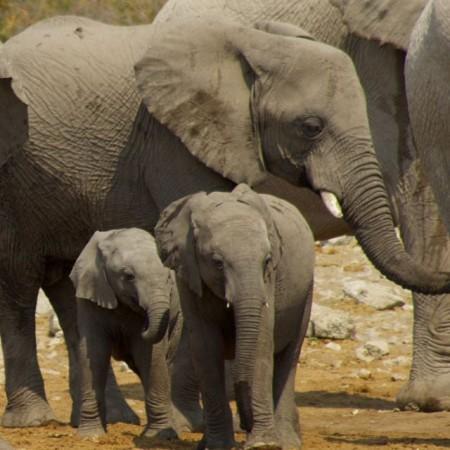 Etosha elephants8 namibia