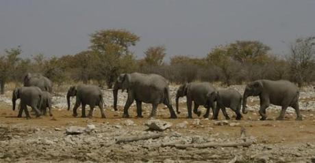 Etosha elephants5 namibia