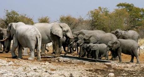 Etosha elephants6 namibia