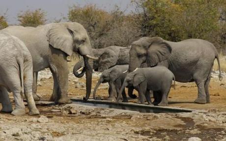 Etosha elephants4 namibia