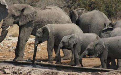 Etosha elephants15 namibia
