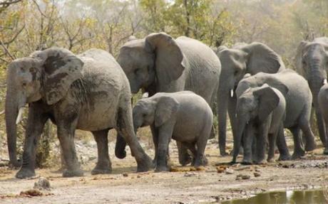 elephants in Etosha National Park, Namibia