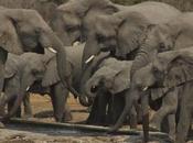 Elephants Etosha National Park: Photojourney