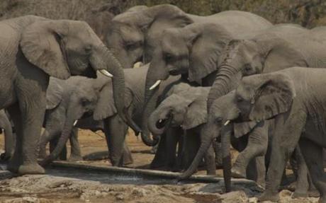 Etosha elephants12 namibia