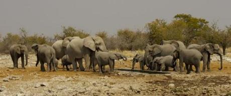 Etosha elephants7 namibia