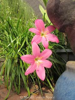 Pretty in Pink