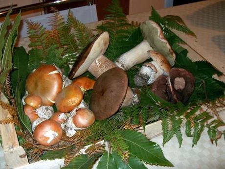 The mushroom season in Italy and one sagra