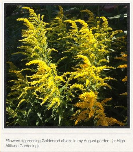 Solidago