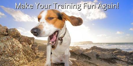 fun dog training