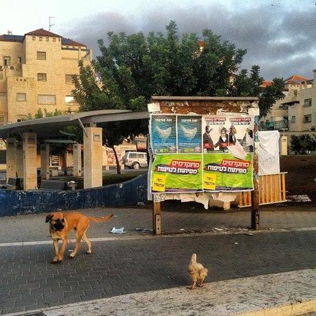Picture of the Day
