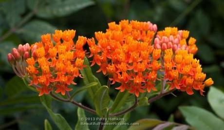 Butterfly Weed © 2013 Patty Hankins 