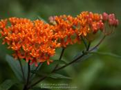 Butterfly Weed Asclepias Tuberosa