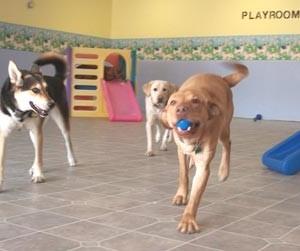 doggie day care