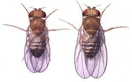 Male (left) and female D. melanogaster