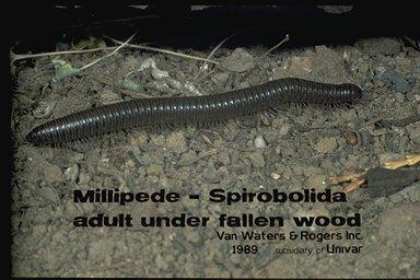 Millipedes cause train crash. Ohhh come on, really? DP01_10