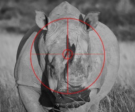 RINO in crosshairs