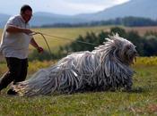 Day: Komondo, Traditional Hungarian Guard