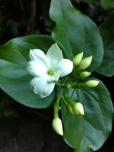 sambac jasmine flowering profusely