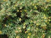 Plant Week: Hypericum Beanii