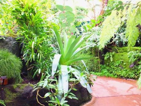 A Post Card from NYBG