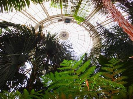 A Post Card from NYBG