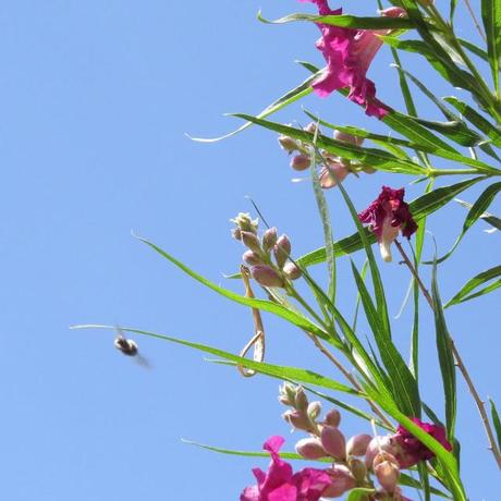 Sedona-Arizona-Desert-Flower