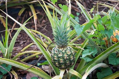 oahu july 2013 north shore and diamond head