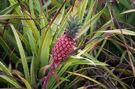 oahu july 2013 north shore and diamond head