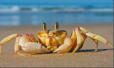 crab