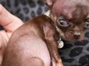 Miracle Milly Named World’s Smallest