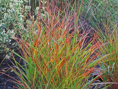 Miscanthus purpurascens (Flame Grass)