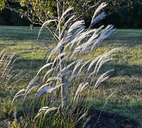 Miscanthus purpurascens (Flame Grass)