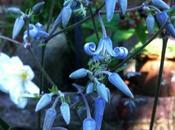 Delicate Delight Herbaceous Clematis