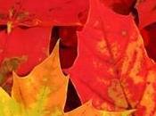 …Fall