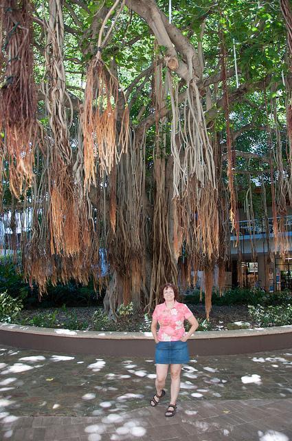Oahu - hale koa hotel area