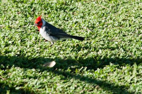 oahu july 2013 north shore and diamond head