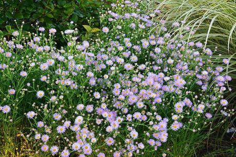 Garden Bloggers Bloom Day