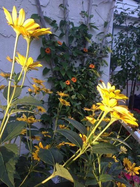 GARDEN BLOGGERS BLOOM DAY - september
