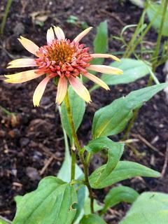 GARDEN BLOGGERS BLOOM DAY - september