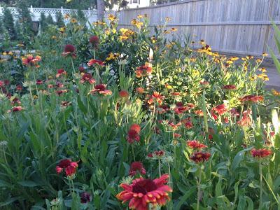 GARDEN BLOGGERS BLOOM DAY - september