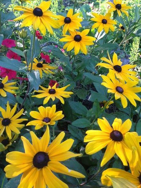 GARDEN BLOGGERS BLOOM DAY - september