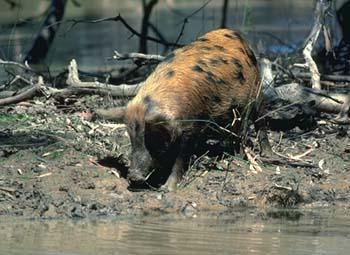 feral_pig