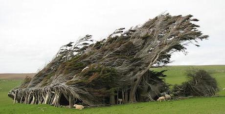 The Twisted Trees Of Slope Point